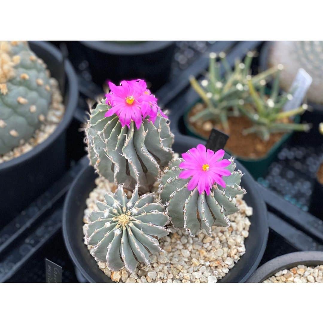 のインスタグラム：「✫ メキシカーナ . . #geohintoniamexicana」