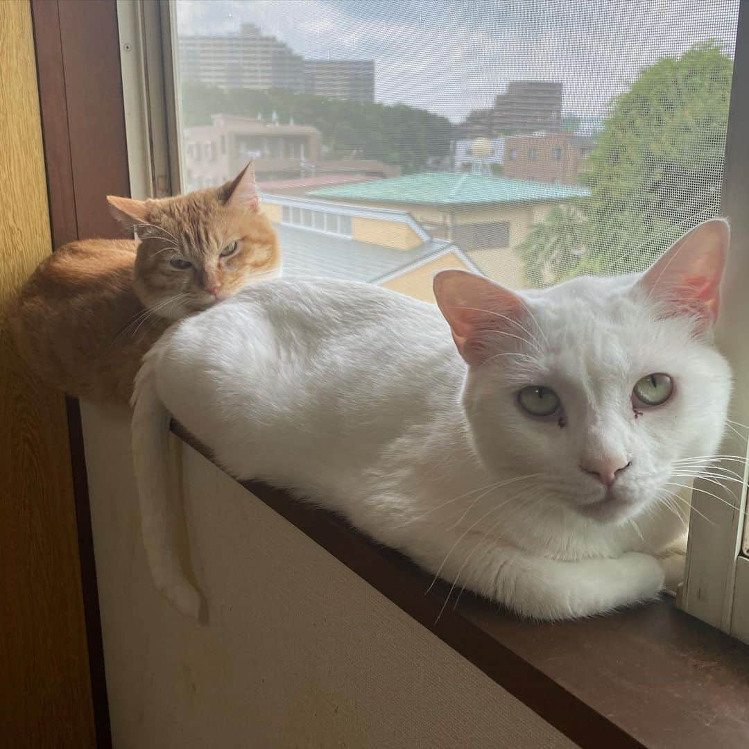 金巻ともこさんのインスタグラム写真 - (金巻ともこInstagram)「窓際猫  #hakuchai #cat #茶トラ #猫多頭飼い #tabby #orangetabby #whitecat #白猫 #catstagram」6月2日 20時49分 - tomotomoco