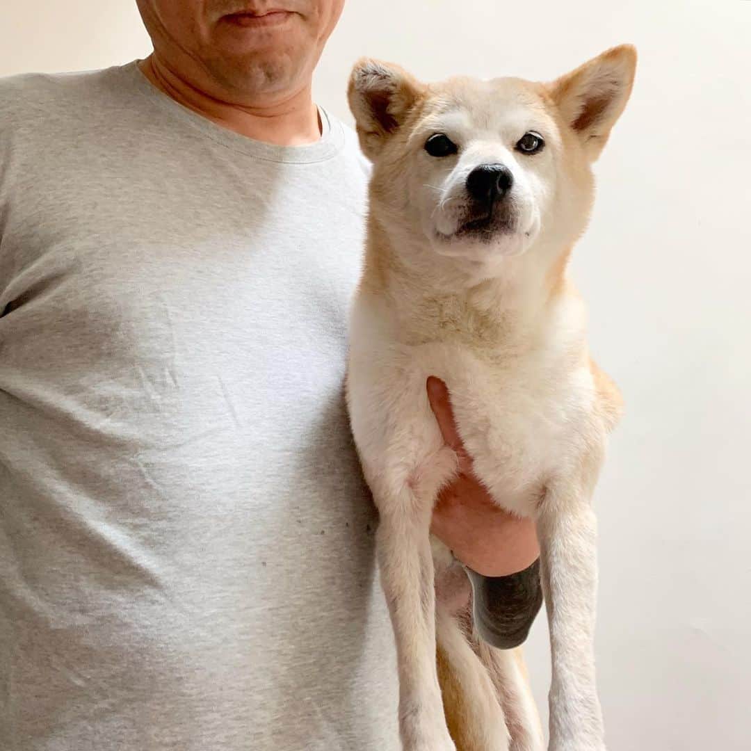 柴犬リリコのインスタグラム
