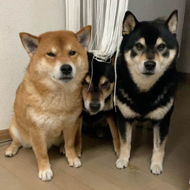 yu matsuのインスタグラム：「ひな兄さん……… #俺は柴犬 #柴犬 おじさん達」