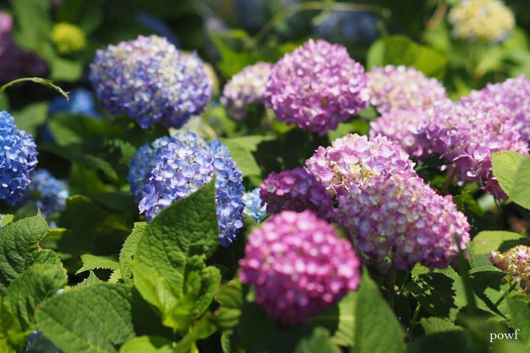 anemone_69のインスタグラム：「. #hydrangea #アジサイ #あじさい #紫陽花」