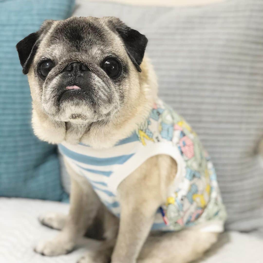 八兵衛のインスタグラム：「Hachibei🐶 * *  #ほぼ黒パグ #おじいちゃん犬 #pug #puggy #puglife #puglove #petstagram #pugstagram #pugsofinstagram #pugs #dog #ふわもこ部  @igersjp #IGersJP #east_dog_japan #pecoイヌ部 #八兵衛 #はちべえ #朝ワンコ夕ニャンコ」