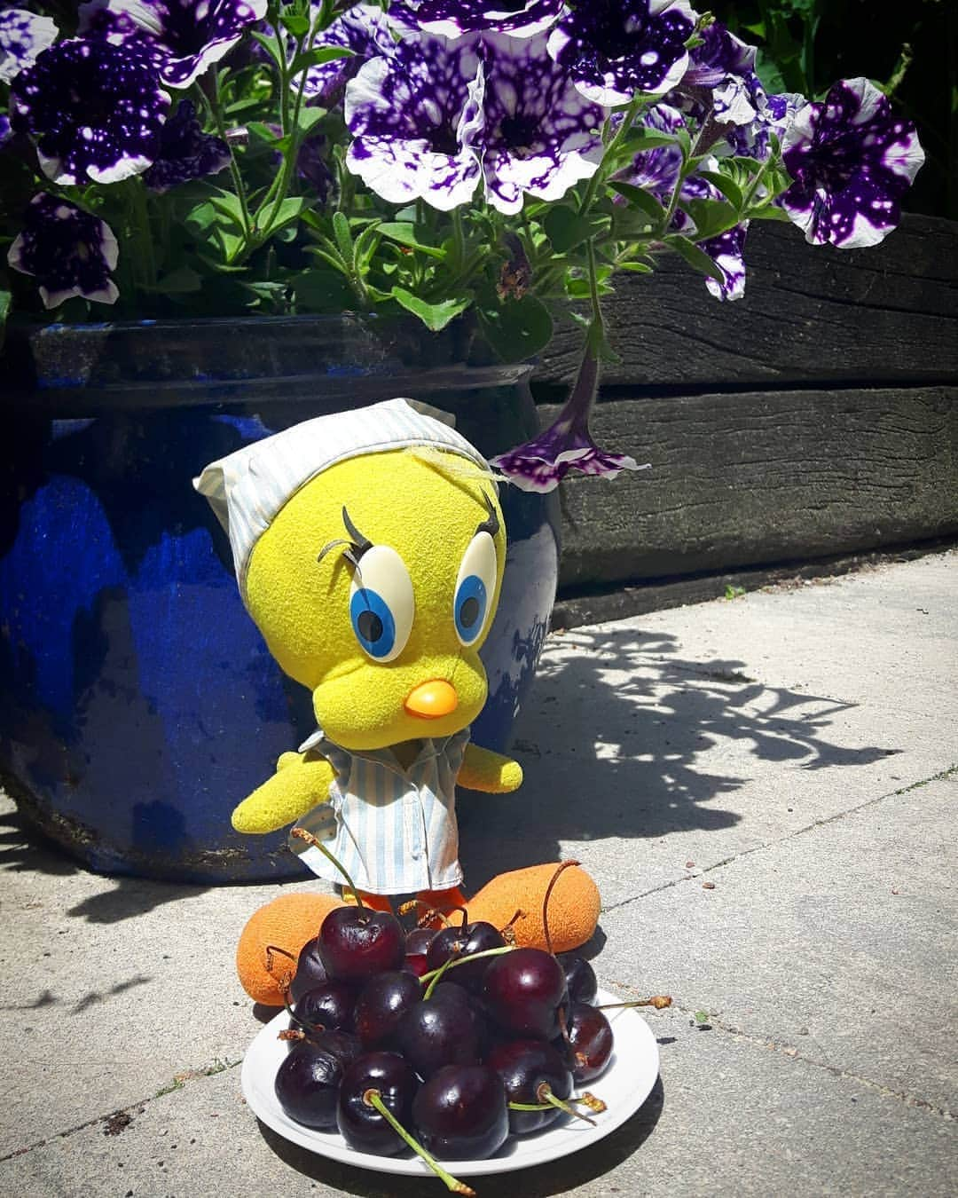 Little Yellow Birdさんのインスタグラム写真 - (Little Yellow BirdInstagram)「Yummy juicy cherries for #honeygroveteapartytuesday this week!  #littleyellowbird #tweety #tweetykweelapis #adventures #yellow #bird #tuesday #cherries #kersen #treat #sweet #juicy #fruit #summerfruit #redfruit #boererik #stuffedanimalsofinstagram #plushiesofinstagram」6月2日 21時43分 - tweetykweelapis