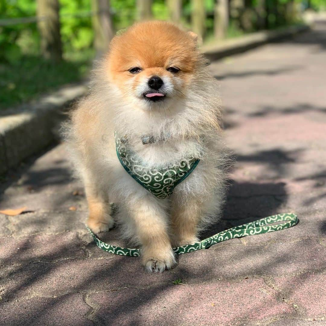 RIO POMEさんのインスタグラム写真 - (RIO POMEInstagram)「たまにはキメてみてモデル風🐶  #ポメラニアン #pomeranian  #犬 #dog #dogstagram#doglover #愛犬 #わんこ #ポメラニアン大好き #ポメラニアンが世界一可愛い #pom #ぽめらにあん #ポメ#pomeraniansofinstagram  #pomeranianlove #ふわもこ部 #いぬバカ部 #癒しわんこ#instapic#pomstagram #puppy #dogsofinstagram #cute#cutedog」6月2日 21時45分 - rioriopom