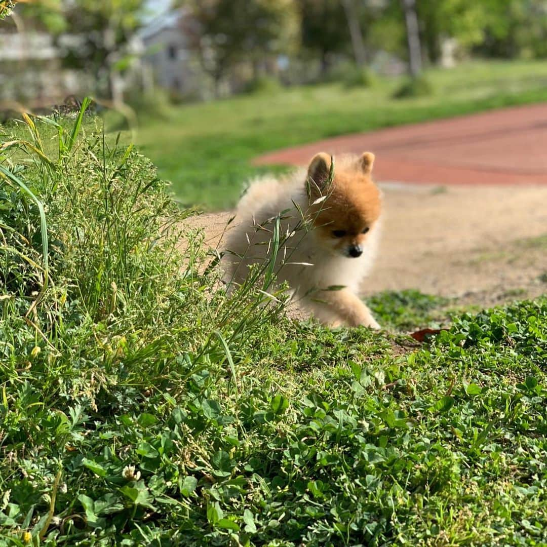 RIO POMEさんのインスタグラム写真 - (RIO POMEInstagram)「たまにはキメてみてモデル風🐶  #ポメラニアン #pomeranian  #犬 #dog #dogstagram#doglover #愛犬 #わんこ #ポメラニアン大好き #ポメラニアンが世界一可愛い #pom #ぽめらにあん #ポメ#pomeraniansofinstagram  #pomeranianlove #ふわもこ部 #いぬバカ部 #癒しわんこ#instapic#pomstagram #puppy #dogsofinstagram #cute#cutedog」6月2日 21時45分 - rioriopom