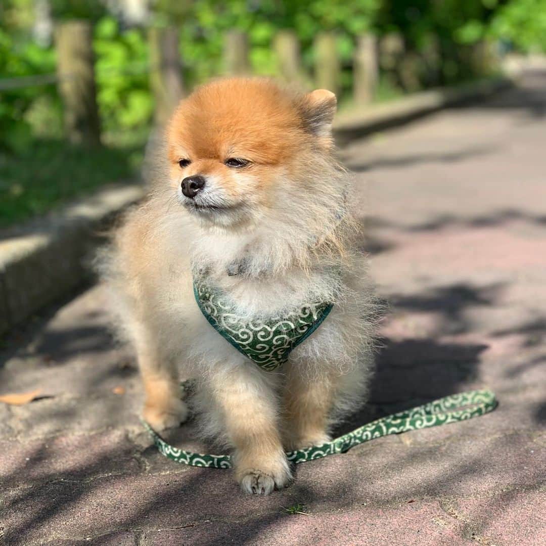 RIO POMEのインスタグラム：「たまにはキメてみてモデル風🐶  #ポメラニアン #pomeranian  #犬 #dog #dogstagram#doglover #愛犬 #わんこ #ポメラニアン大好き #ポメラニアンが世界一可愛い #pom #ぽめらにあん #ポメ#pomeraniansofinstagram  #pomeranianlove #ふわもこ部 #いぬバカ部 #癒しわんこ#instapic#pomstagram #puppy #dogsofinstagram #cute#cutedog」