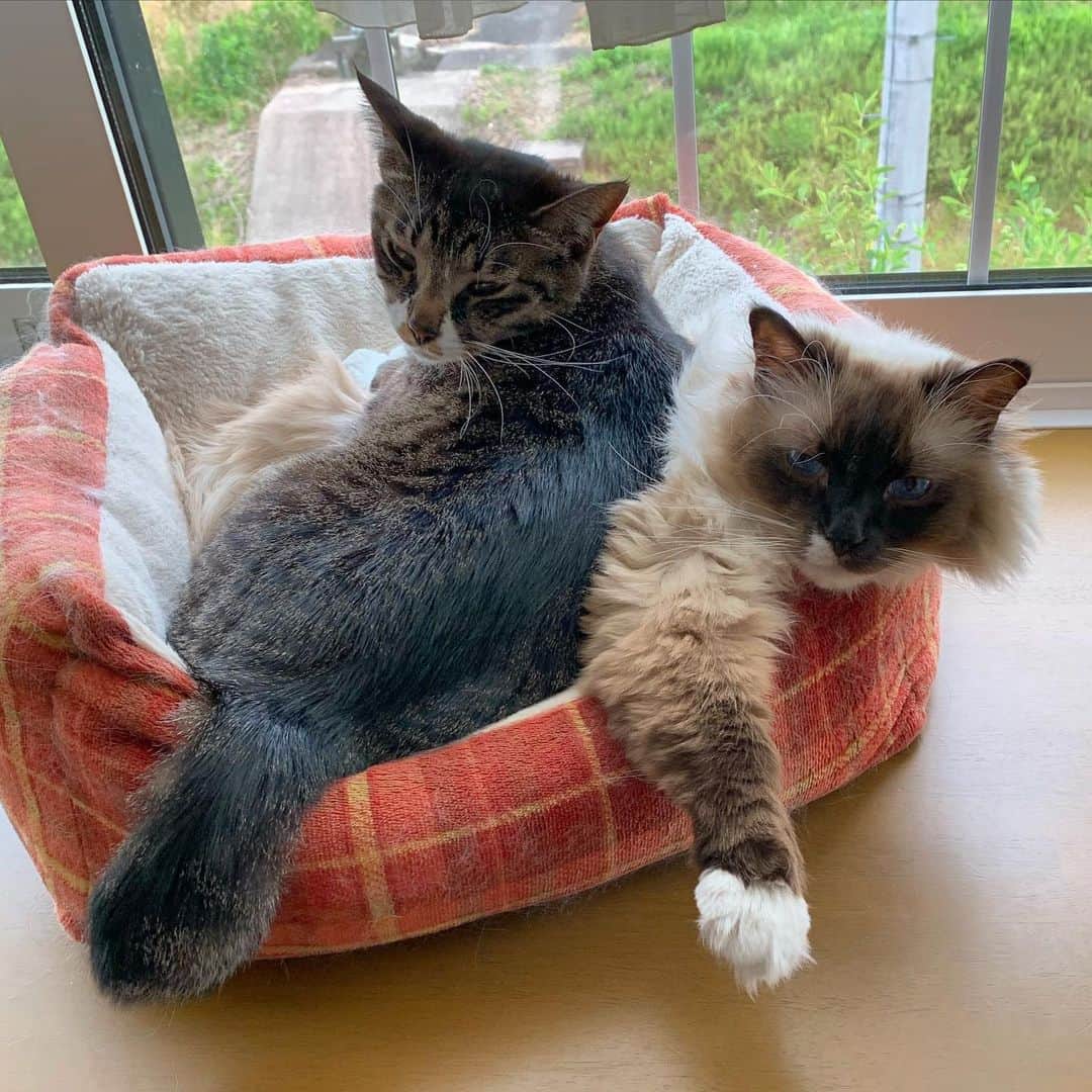 takegaeruのインスタグラム：「みっちりーズ😚  #cat #猫 #ragdoll #ラグドール #ホワイトポッチーズ #よもねこ #よもぎねこ #キジトラ #きじとら」