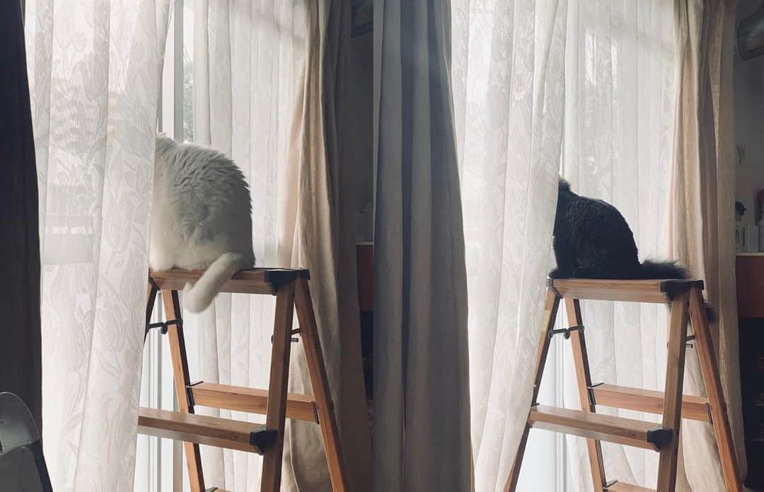 てふのインスタグラム