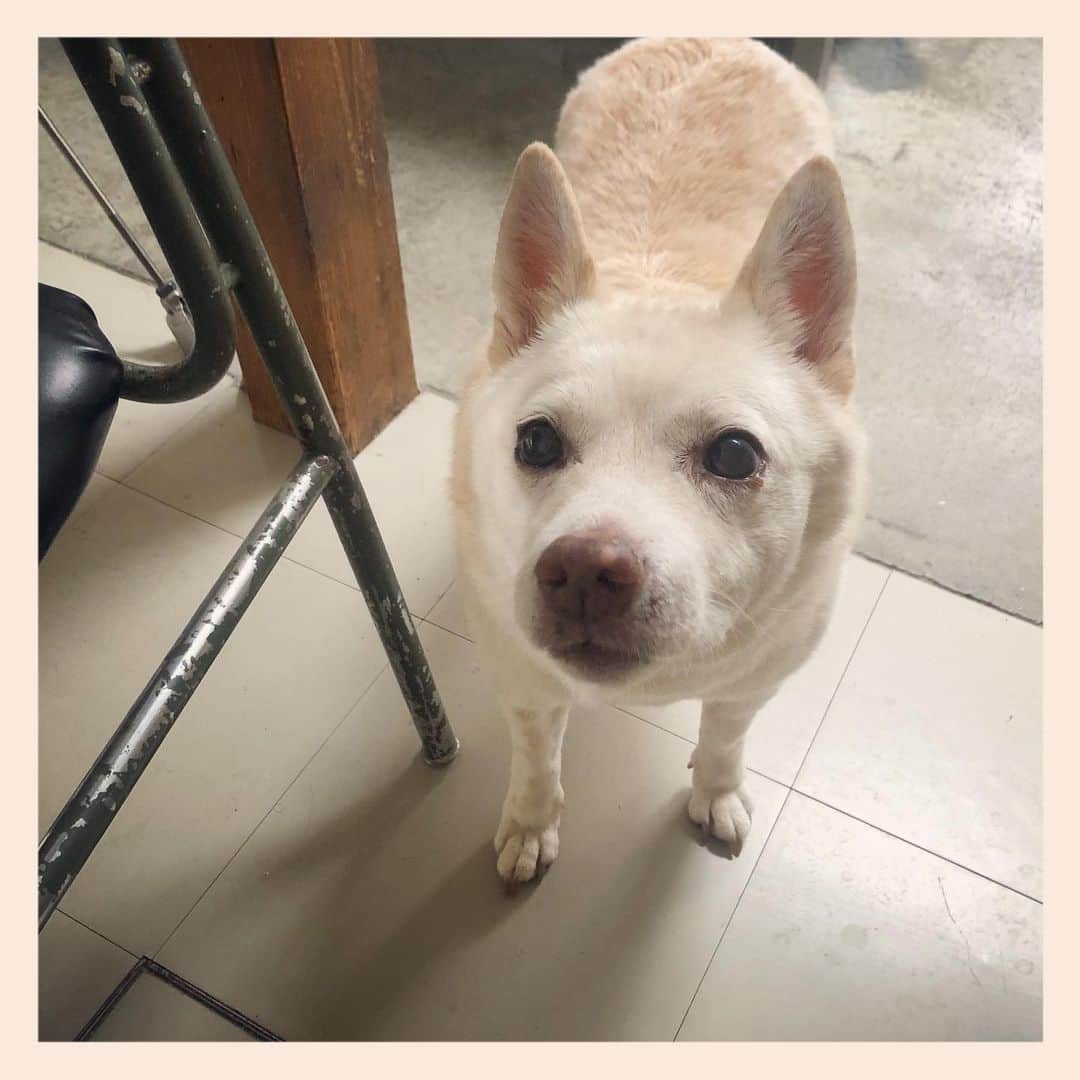 パンといっぴきのインスタグラム：「#元保護犬 #雑種犬 #crossbreed #mixdog」