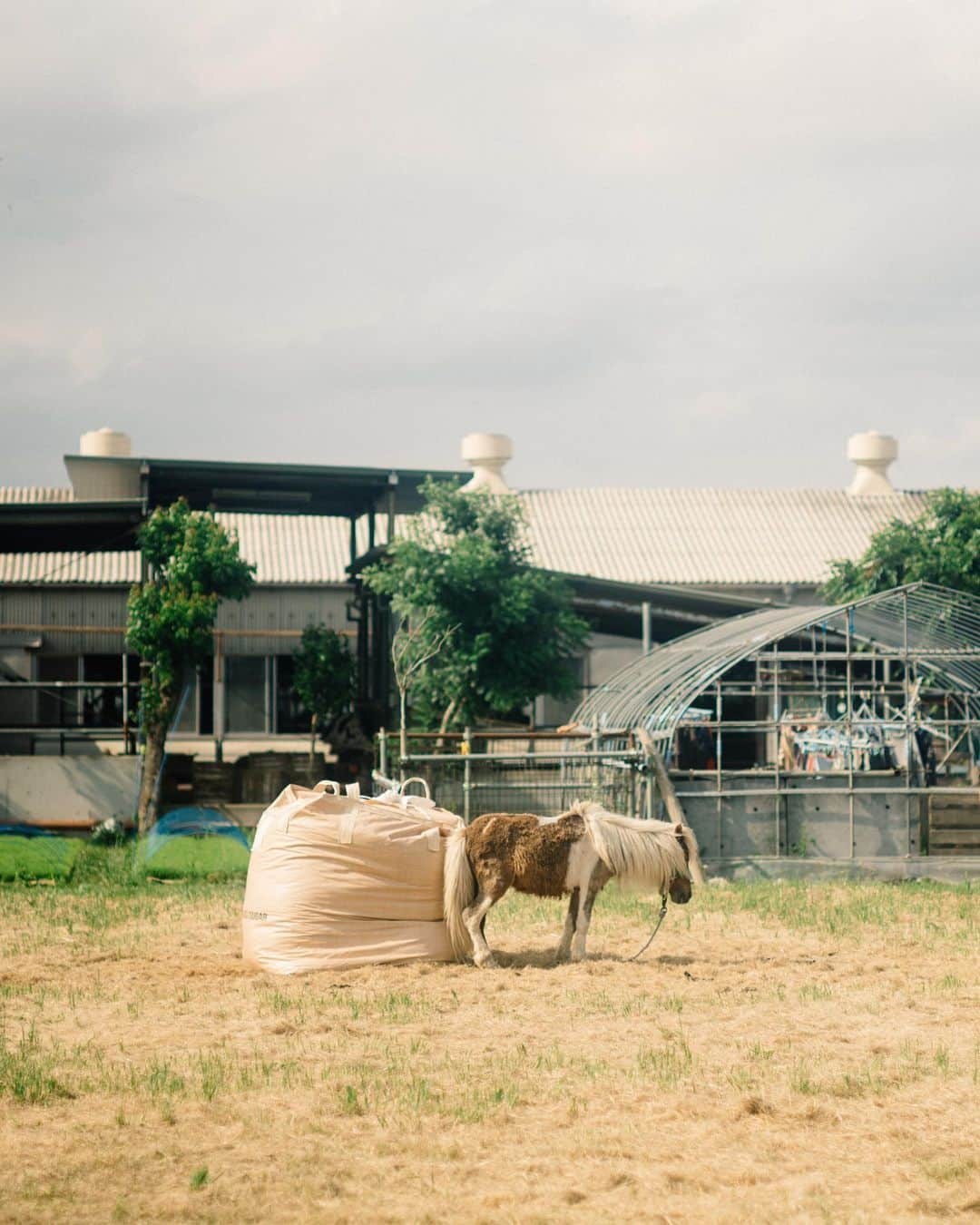 Hikaru Nakamuraさんのインスタグラム写真 - (Hikaru NakamuraInstagram)「ポニー🐴. . #ポニー#馬#動物#平塚#湘南#ペンタックス#pentax67#dslr#オールドレンズ#牧場#farm」6月2日 22時06分 - hikarunosuke