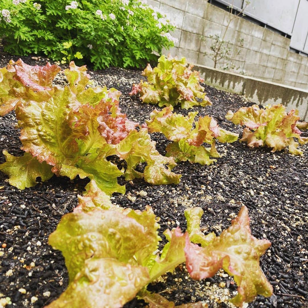 のインスタグラム：「庭の片隅に種を撒いたレタス。約2ヶ月で大きく育ちました🥬食卓の立派な主役です！  #家庭菜園 #レタス #サニーレタス #冷しゃぶサラダ #メーテレ #アナウンサー #倉橋友和」