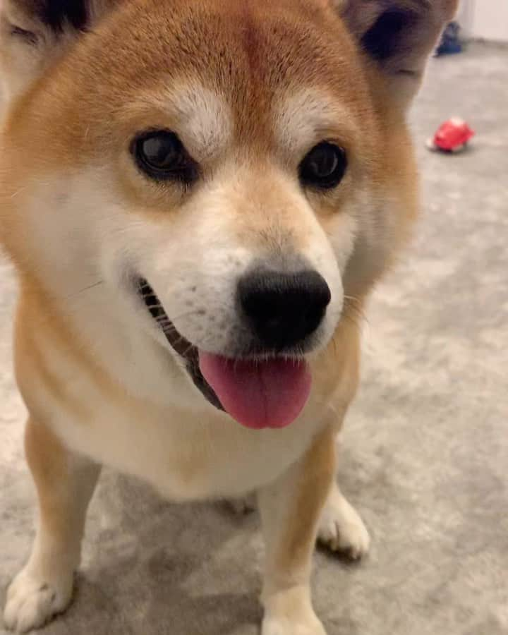 shibainu berryのインスタグラム