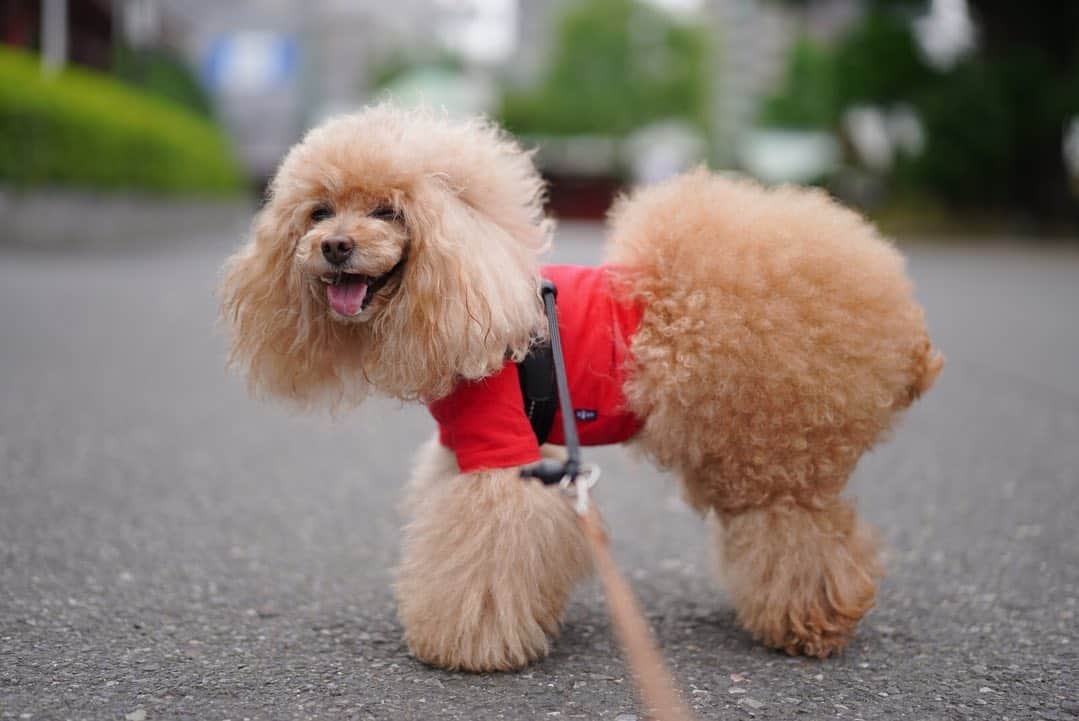 Toypoodle Mikuru?Asakusa Tokyoのインスタグラム：「20200603 Wednesday. Good morning! Friends ❤️ オニクの女王さま✨ . 今朝も肉活に貪欲なみくるちゃん💓 桃尻ふり乱しオニクゲットポジション争奪戦線に挑みます💪🏻 . 普段は大人しいのですが...🥺 . #浅草寺 #肉の陣 #女は競ってこそ華負けて堕ちれば泥」
