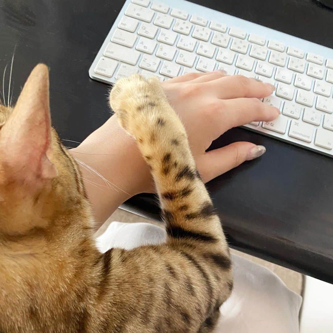 山名未紗のインスタグラム：「🖥キーボード打つと 止めてくる猫🤣 #ベンガル　@bengal_my」