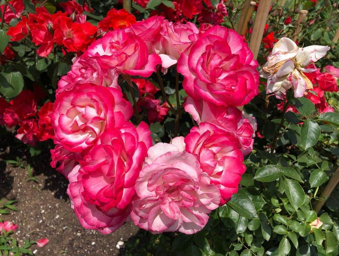 南早苗さんのインスタグラム写真 - (南早苗Instagram)「金沢姉妹都市公園のバラ園。 ピークは過ぎたものの、一輪一輪太陽の日差しを受けて、優雅さを誇っていました🌹  Stop and smell the roses.  #花　#薔薇　#flower #rose #sunny」6月3日 9時05分 - minamisanae