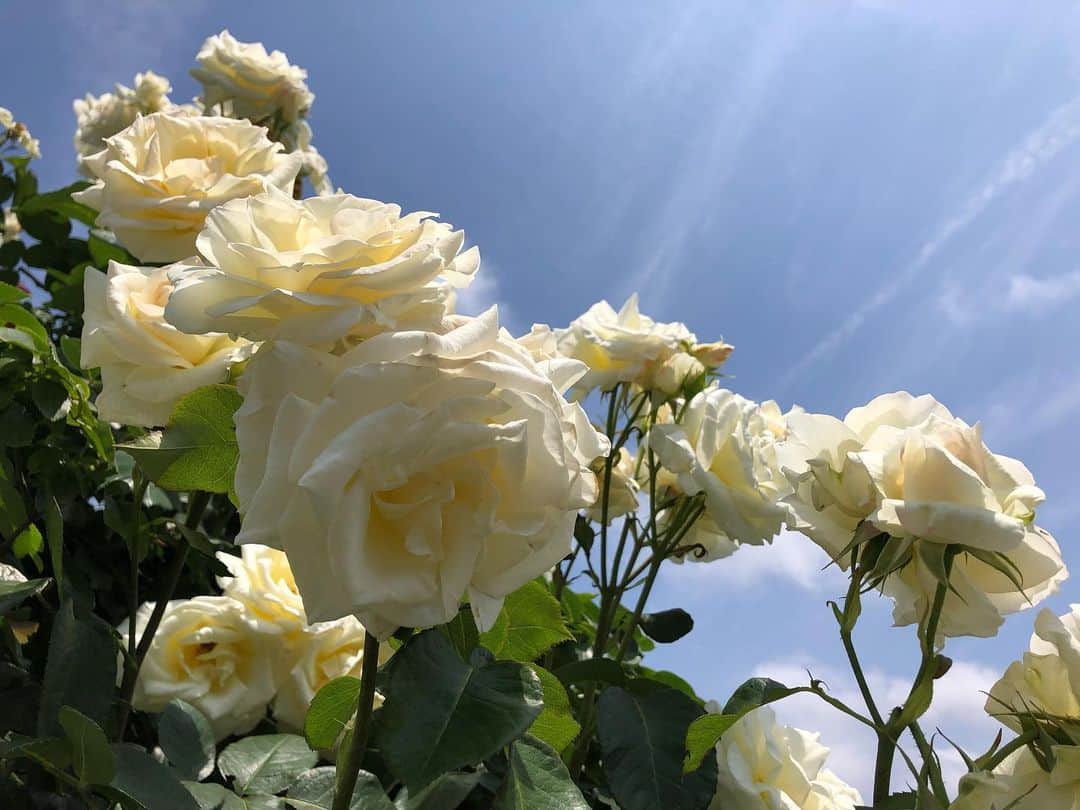 南早苗のインスタグラム：「金沢姉妹都市公園のバラ園。 ピークは過ぎたものの、一輪一輪太陽の日差しを受けて、優雅さを誇っていました🌹  Stop and smell the roses.  #花　#薔薇　#flower #rose #sunny」