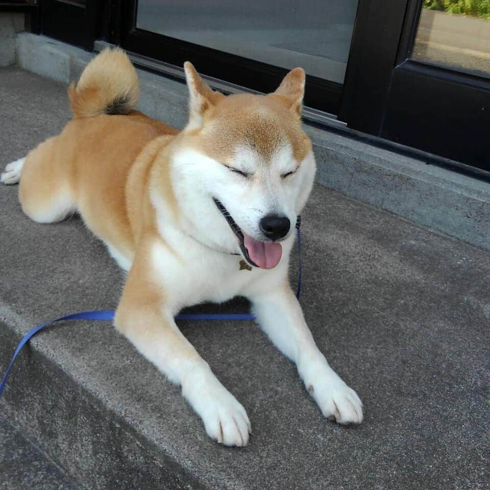 柴犬⭐️サスケさんのインスタグラム写真 - (柴犬⭐️サスケInstagram)「茶助通信 #茶助地方は暑いらしい#痩せちゃう#柴犬#赤柴#ふわもこ部#犬ら部#わんだフォ#pecoいぬ部 #shibagram #shibastagram #🐶📷」6月3日 9時18分 - shiba20150405