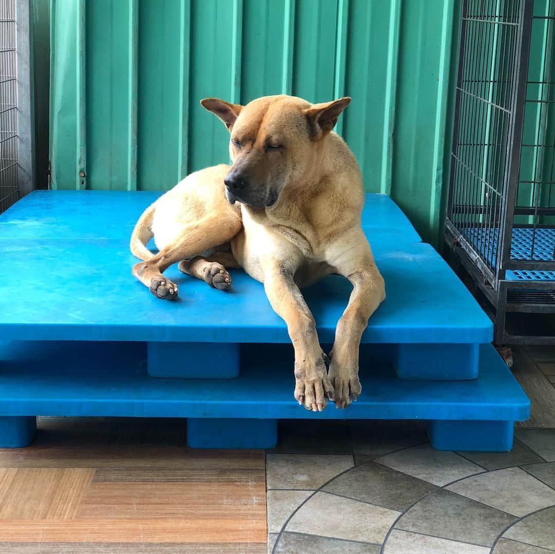 Balltze My name is Ballさんのインスタグラム写真 - (Balltze My name is BallInstagram)「Yesterday I went to @hk_paws_guardian to volunteer.  I have never had experience as a volunteer, so I was at a loss at first· But when I was in contact with them, they are very enthusiastic and friendly and would take the initiative to approach and want to interact with me.  On the other hands, some dogs are afraid of getting along with me and obviously want to protect themselves.  They are dogs with their own stories. In fact, what they need most is family care, because a shelter house is always not the best choice for living, increasing the chance of interacting with human and learning the etiquette in the family can bring true happiness to them. Don’t buy from pet shops #Supportadoption #adoptdontshop」6月3日 2時11分 - balltze