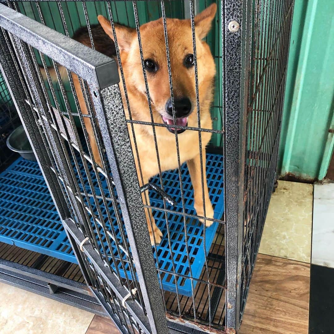 Balltze My name is Ballさんのインスタグラム写真 - (Balltze My name is BallInstagram)「Yesterday I went to @hk_paws_guardian to volunteer.  I have never had experience as a volunteer, so I was at a loss at first· But when I was in contact with them, they are very enthusiastic and friendly and would take the initiative to approach and want to interact with me.  On the other hands, some dogs are afraid of getting along with me and obviously want to protect themselves.  They are dogs with their own stories. In fact, what they need most is family care, because a shelter house is always not the best choice for living, increasing the chance of interacting with human and learning the etiquette in the family can bring true happiness to them. Don’t buy from pet shops #Supportadoption #adoptdontshop」6月3日 2時11分 - balltze