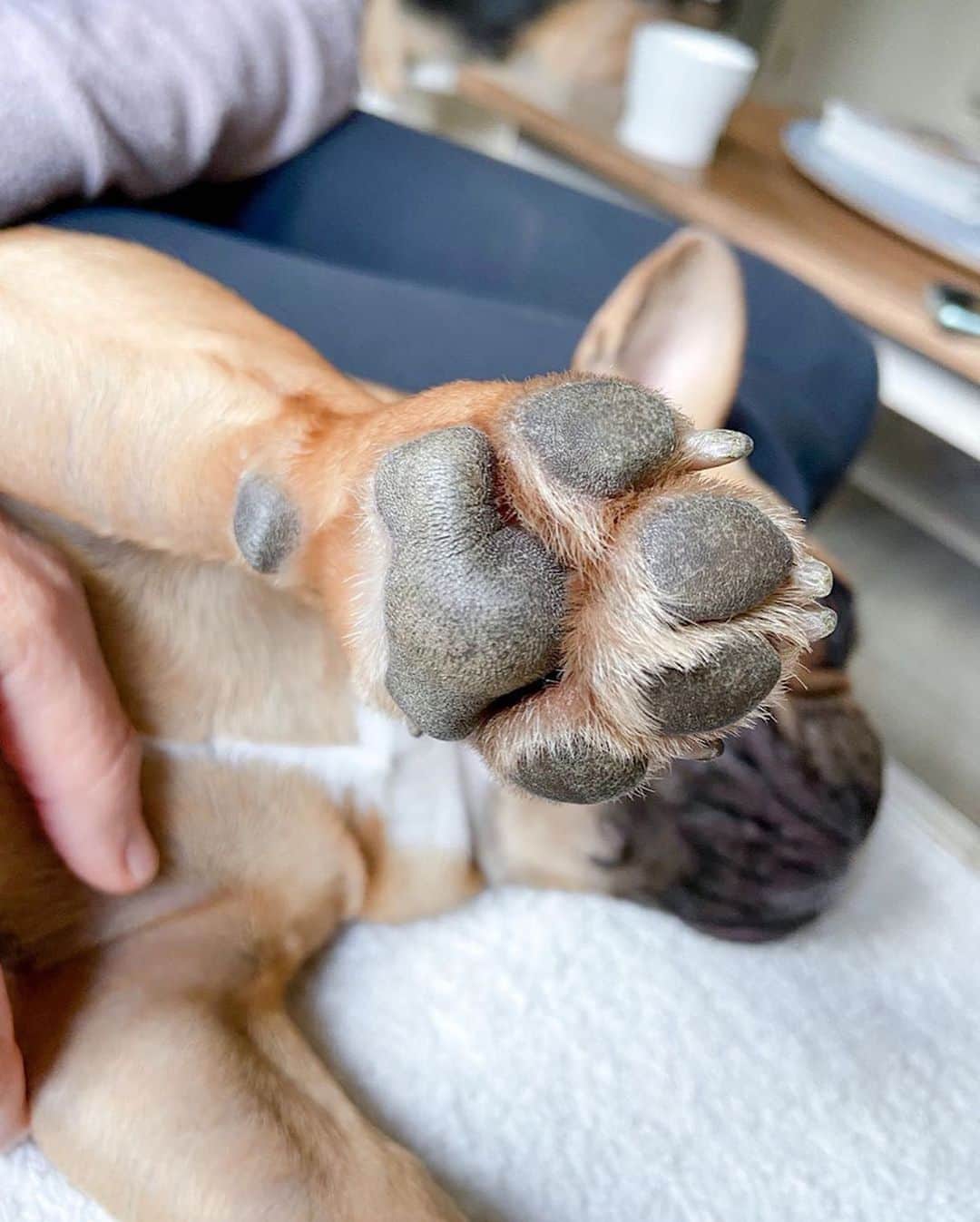 Regeneratti&Oliveira Kennelさんのインスタグラム写真 - (Regeneratti&Oliveira KennelInstagram)「“Aren’t paws supposed to be rough” – this is a very common misconception. Paw pads are naturally thick, but they should not be overly dry. Like humans, dry & chapped skin is more prone to injury from splitting and cracking. Healthy, moisturized paws are flexible and actually allow for dogs to get a better grip. You can heal & mend dry paws FAST and SAFELY with all-natural #PawSoother from @naturaldogcompany. Works much better & faster than coconut oil! . ⭐ Save 20% off @naturaldogcompany with code JMARCOZ at NaturalDog.com | worldwide shipping | ad 📷: @_lola_french_ . . . . . . #frenchiepetsupply #frenchiesofinsta #pugsofinsta #frenchbulldog #frenchiesofinstagram #pug #frenchies #reversibleharness #frenchiehoodie #thedodo #frenchieharness #dogclothes #dogharness #frenchiegram #dogsbeingbasic #frenchieoftheday #instafrenchie #bulldogs #dogstagram #frenchievideo #cutepetclub #bestwoof #frenchies1 #ruffpost #bostonterrier #bostonsofig #animalonearth #dog」6月3日 2時35分 - jmarcoz