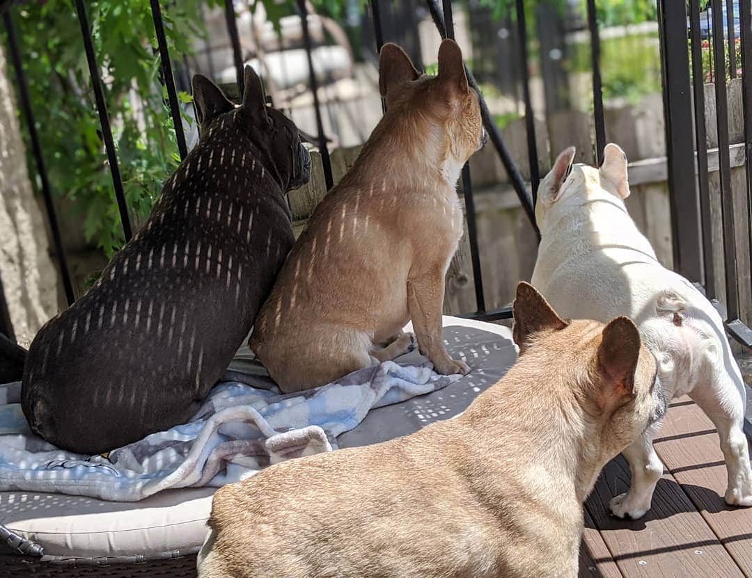 Manny The Frenchieのインスタグラム：「We're watching and listening. We're with you, we love you, and we support you. 🖤  Resources on how to help in my Instastory.」