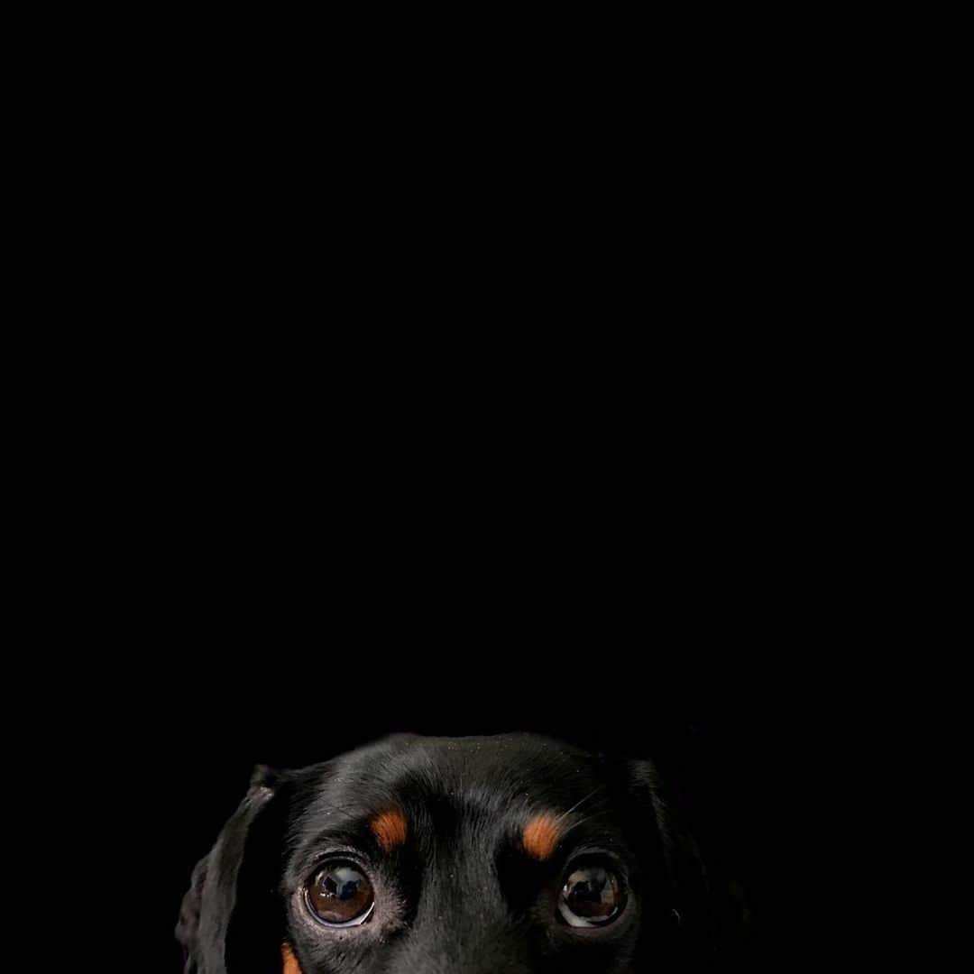 Crusoe the Celebrity Dachshundのインスタグラム：「#blackouttuesday - today we watch, listen, and learn on how we can make a more equal world.🖤 We only support peaceful advocating of civil rights.」