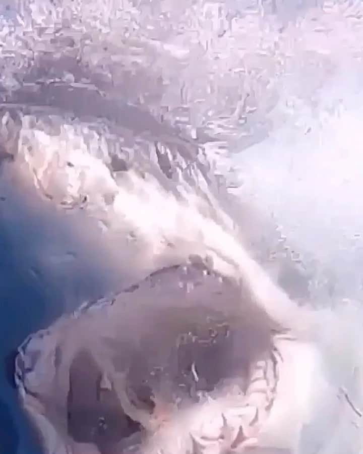 WildLifeのインスタグラム：「Make sure to follow @jalilnajafov for more amazing videos of sharks 🦈 • •  #greatwhiteshark #greatwhite #shark #sharks #greatwhitesharks #sharky #jaws #savesharks #follow」