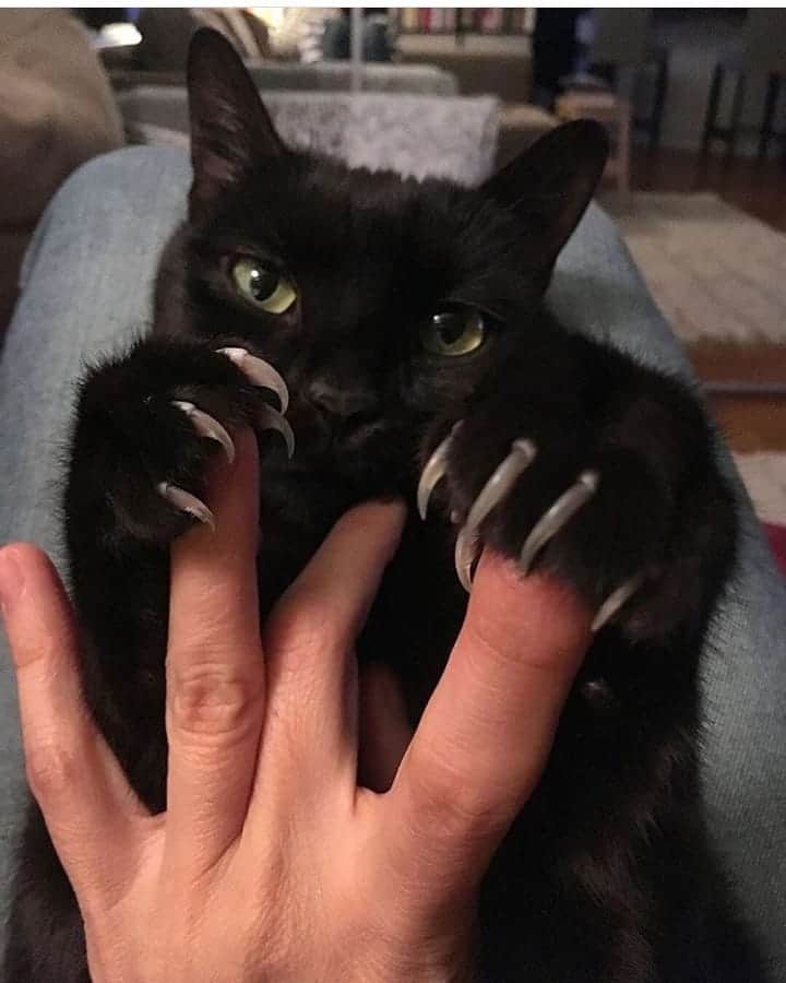 OUR FAVORITE CATSのインスタグラム：「Tag your friend😊😊 From:@kata.ivan "Happy World Animal Day"」