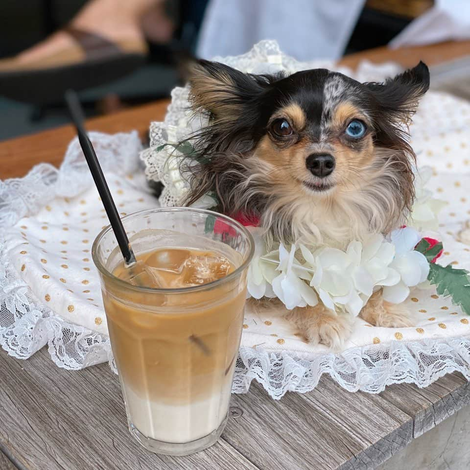 外村美姫さんのインスタグラム写真 - (外村美姫Instagram)「ティファニーとカフェ時間💓ブログは更新してます💓プロフィールからブログに飛べます💓 @mikitonomura . . ‪ #外村美姫 #チワックス #チワックスティファニー #ティファニーと朝食を #しまむらの達人 #プチプラコーデ #しまむらコーデ #しまむら購入品 #しまむらパトロール #ティファニー #ティファニーブルー #オッドアイ #Tiffany #チワックス倶楽部 #チワックス部 #Chihuachshund #いぬすたぐらむ #しまむら #しまパト #しまむらバッグ #ikiespresso #清澄白河 #犬ok #犬okカフェ」6月3日 6時51分 - mikitonomura