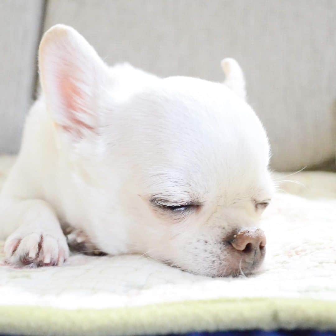 KORIKIのインスタグラム：「おはようございます♪ * #dogofsapporo #dog, #dogs, #dogstagram,#chihuahua,#犬バカ部,#チワワ,#koriki, #hanadog #白スムチ連合会, #スムチー,  #dogofthedayjp, #dogoftheday  #ilovemydog #instadog #instapet #WhiteChihuahua  #吉娃娃 #치와와  #dogsofinstagram #Chihuahualover  #ชิวาวา #チワワの輪 #barkbox #WhiteChihuahuaParty #もふもふモフモフ」