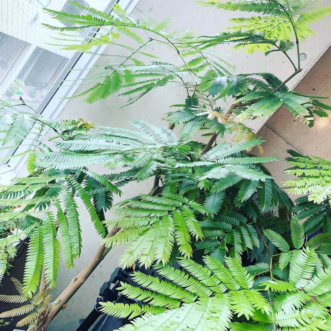 仁田宏和さんのインスタグラム写真 - (仁田宏和Instagram)「緑がいっぱい  #会社  #観葉植物」6月3日 7時53分 - nitty0311