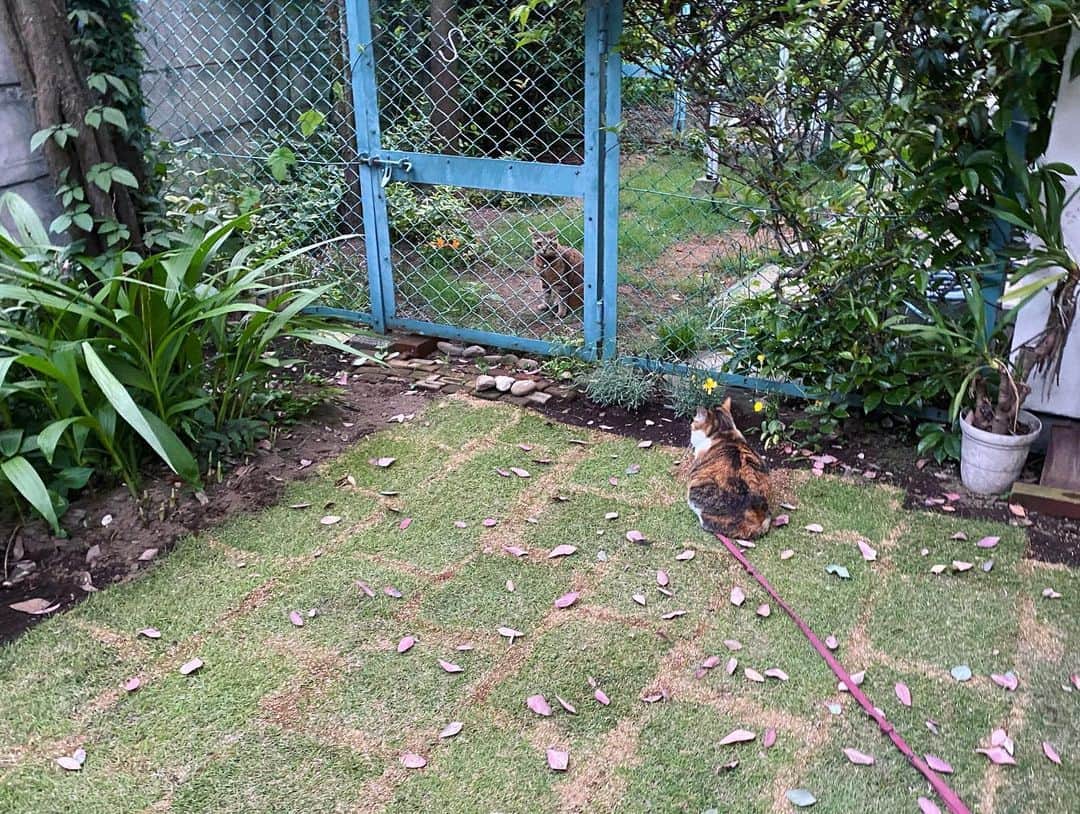 山田稔明さんのインスタグラム写真 - (山田稔明Instagram)「「チミちゃんの庭の芝生、素敵ねえ！」 「ノアちゃん、アタシここにプールができると思ってたのに。タイクツだわ」 #お隣のノアちゃん #ポチ実」6月3日 18時48分 - toshiakiyamada