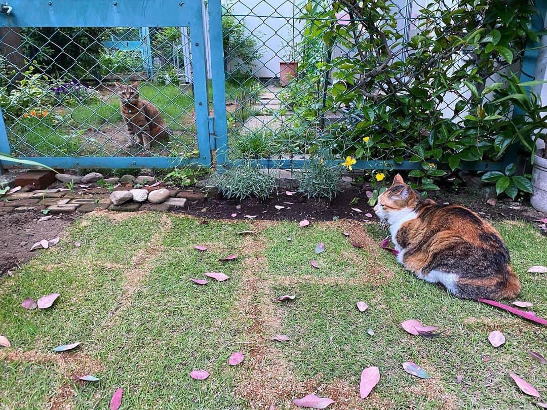 山田稔明さんのインスタグラム写真 - (山田稔明Instagram)「「チミちゃんの庭の芝生、素敵ねえ！」 「ノアちゃん、アタシここにプールができると思ってたのに。タイクツだわ」 #お隣のノアちゃん #ポチ実」6月3日 18時48分 - toshiakiyamada