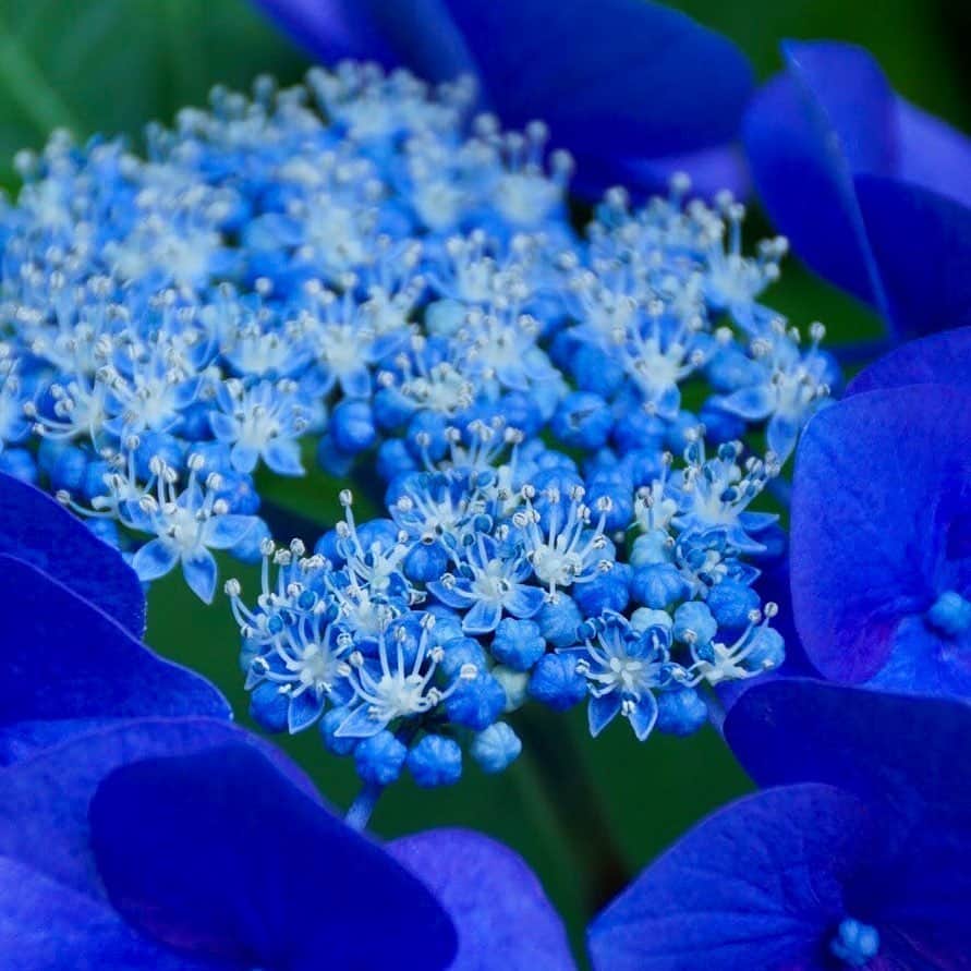 のインスタグラム：「青色の季節﻿📷 ﻿ #雨の季節 #梅雨の花  #萼紫陽花 #ガクアジサイ #紫陽花 #あじさい #花びら #anaブルー #ファインダー越しの世界 #カメラ好きな人と繋がりたい #撮影 #花のある暮らし #おうちでタビキブン #anaタビキブン #june #rainyseason #rain #rainyblue #flowers #hydrangea #floral_shots #camera #anablue #japantrip #ana_jp ﻿ ﻿ 旅の思い出は「#anaタビキブン 」をつけて投稿してね💙インスタやANAの各メディアでご紹介していきます✈️」