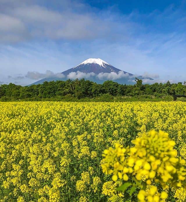 JALさんのインスタグラム写真 - (JALInstagram)「. From the middle to the end of June beautiful fields of mustard flowers blanket the ground near Mt. Fuji at Yamanakako Hananomiyako Park. #NoPlanNoProblemJune  キカラシの絨毯と富士山が楽しめる #花の都公園🗻 6月中旬～下旬が見ごろです✨ . . Photo by @chao.2416 Post your memories with #FlyJAL  #JapanAirlines #japan #yamanashi #mtfuji #flower_special_」6月3日 17時30分 - japanairlines_jal