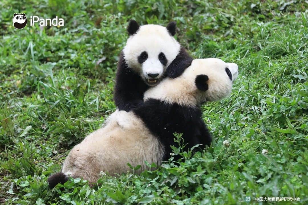 iPandaさんのインスタグラム写真 - (iPandaInstagram)「OMG! A war between two pandas is on the verge! Are you two fighting for milk or bamboo? 🐼 🐾 🐼 #panda #ipanda #animal #pet #adorable #China #travel #pandababy #cute #photooftheday #Sichuan #cutepanda #animalphotography #cuteness #cutenessoverload」6月3日 17時30分 - ipandachannel