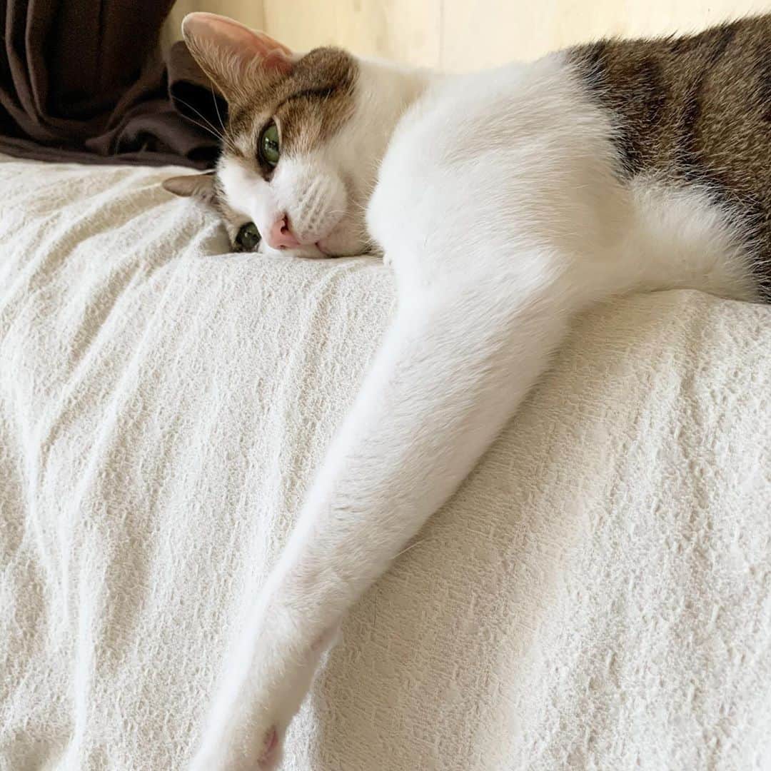 クマ・マロン・モモのインスタグラム：「暑くて、 魂どこかに行ってるのかな？ マロンちゃん…😅 #猫 #cat #ねこ﻿ #catstagram #ilovecats ﻿ #猫と暮らす #保護猫﻿ #にゃんだふるらいふ﻿ #きじしろねこ」