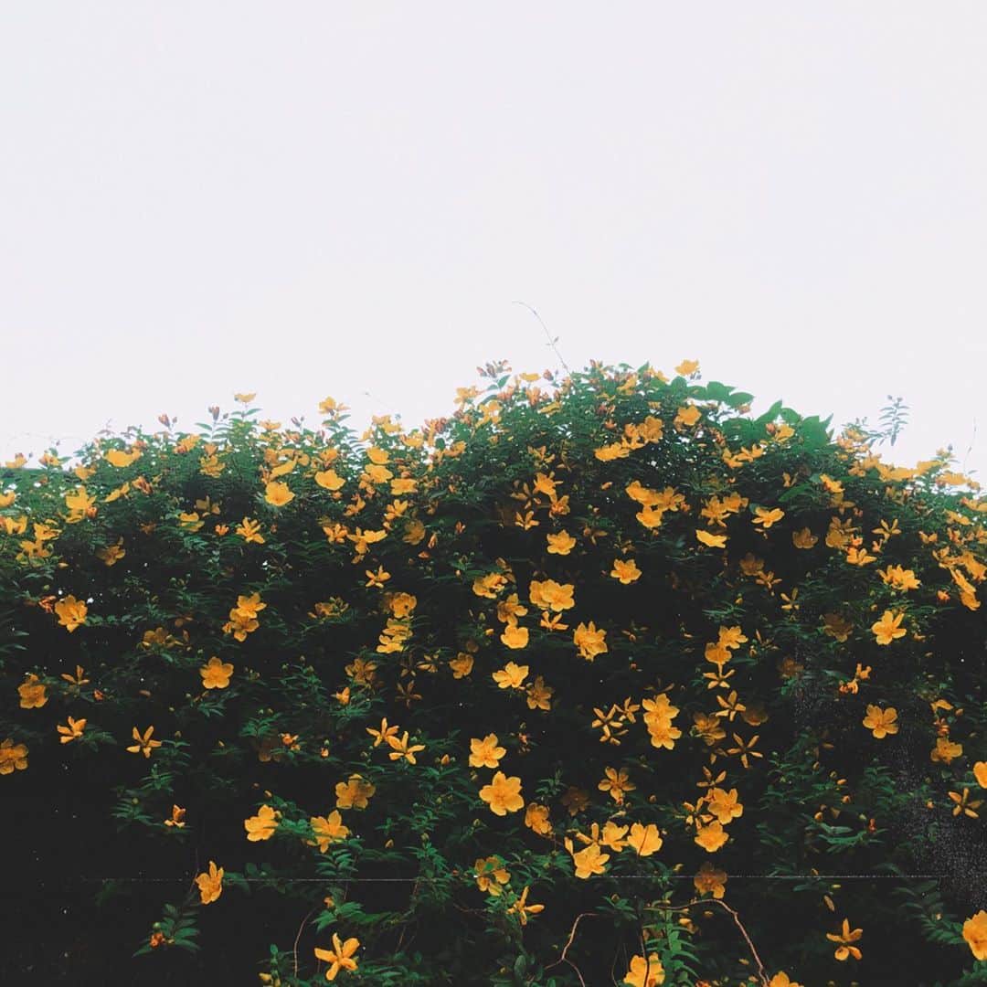 岡本夏美さんのインスタグラム写真 - (岡本夏美Instagram)「祖母と、散歩。 これは、なんのお花なんだろう」6月3日 18時06分 - okamoto_natsumi