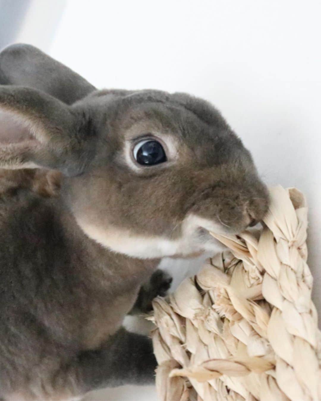Kayoのインスタグラム：「は、は、、はげしい‥ いただいた🍌バナナdeたこ足が好きすぎて遊び方がワイルドな件。」