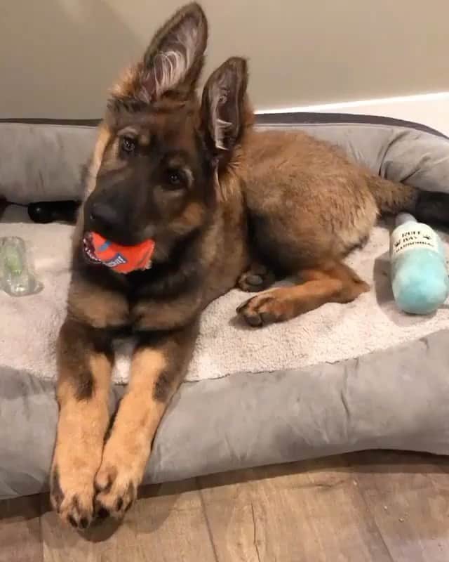The Critter Havenのインスタグラム：「Dinner time  Video by @luna_vonjakoba  #TheCritterHaven」