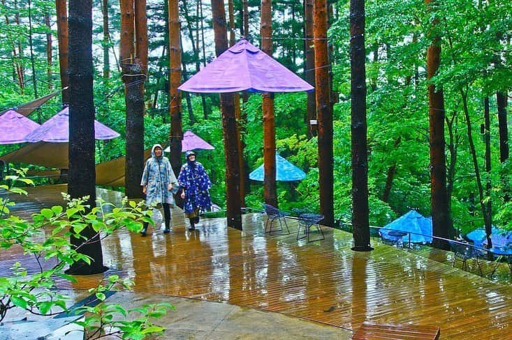 HOSHINOYA｜星のやさんのインスタグラム写真 - (HOSHINOYA｜星のやInstagram)「How beatuiful our forest is in rainy season! #hoshinoyafuji #fuji #mtfuji #fujisan #glamping #hoshinoya #hoshinoresorts #星のや富士 #富士山 #グランピング #星のや #星野リゾート」6月3日 10時53分 - hoshinoya.official