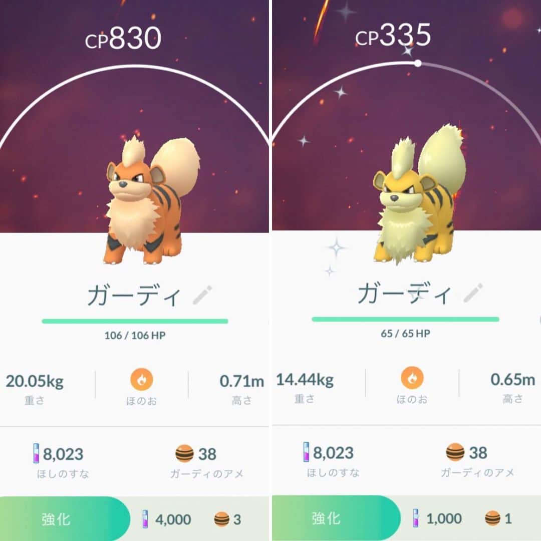 睦のインスタグラム：「色違いを、 初ゲット😆  ガーディ、 かっこいい。  やはり、 もふもふがたまりません。  #ポケモン  #実写版  #ポケモンゴー  #ポケモンgo  #pokemon  #pokemongo  #ポケモンゴー散歩　 #ポケモンgo散歩　 #色違い  #pikachu  #ピカチュー  #相棒  #パートナー　 #partner  #walk  #初ゲット　 #ガーディ　 #gardie  #growlithe  #名探偵ピカチュウ  #PokémonDetectivePikachu  #ピカチュウ  #nintendo  #ssw  #singersongwriter  #artist  #lyricist  #singer  #井上睦都実 #睦」