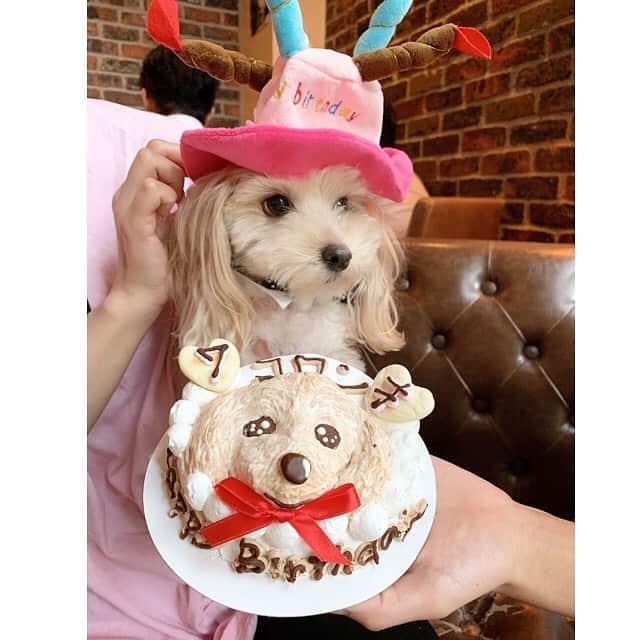 のインスタグラム：「僕コロちゃん🐕💕🌻 今日はコロちゃんの49日🙏 あっという間に49日が経ちました！ コロちゃんは、1年間脳の病気と戦い4月15日 7歳という若さで亡くなってしまいました。 コロちゃんの死をすぐには受け入れる事が できなかったです😔 最後の最後までママに迷惑をかけてもいいのに、 かけてくれず本当にお利口さんでした。 どうしてそんなにお利口さんなの？🐕 僕がいい子すぎて涙が止まらなかったよ。 正直コロちゃんの事を考えると今でも涙が 止まらなくなります😔 コロちゃんは本当に甘えん坊で、 ママっ子すぎるくらい毎日ママママ💕🐕って… 本当にコロちゃんの事を思い出すと会いたすぎて 悲しくて胸がぎゅーってなるよ😔😔 でもずっと決めていました、涙は今日でおしまい！ ずっとずっと悲しい気持ちでいるとコロちゃんが悲しい思いで天国へ行けなくなってしまうから🐕💦🌻 コロちゃんと過ごした7年半✨ 正直コロちゃんが居なかったら耐えられないくらい辛い時期もありました。コロちゃん🐕フラちゃん🐩が本当に1番の支えで、いつもどんな時も一緒にいてくれた から頑張れた！✨✨本当に感謝でしかないよ🙏💕 こんなにも愛おしく思えて🐕😌 無性の愛を教えてくれて本当にありがとう💕🐕🐩 ママの事幸せにしてくれて本当にありがとう👩💕 コロちゃんはママの中でずっとずっと生き続けます❣️🐕💕🌼💕🐕🌼💕🐕🌼🐕💕🌼 ずっとずっと一緒💕一生愛してる❤️🐕🐩 #僕コロちゃん #happybirthday #7th #一生一緒  #フラコロちゃん #愛してる💕💕💕」