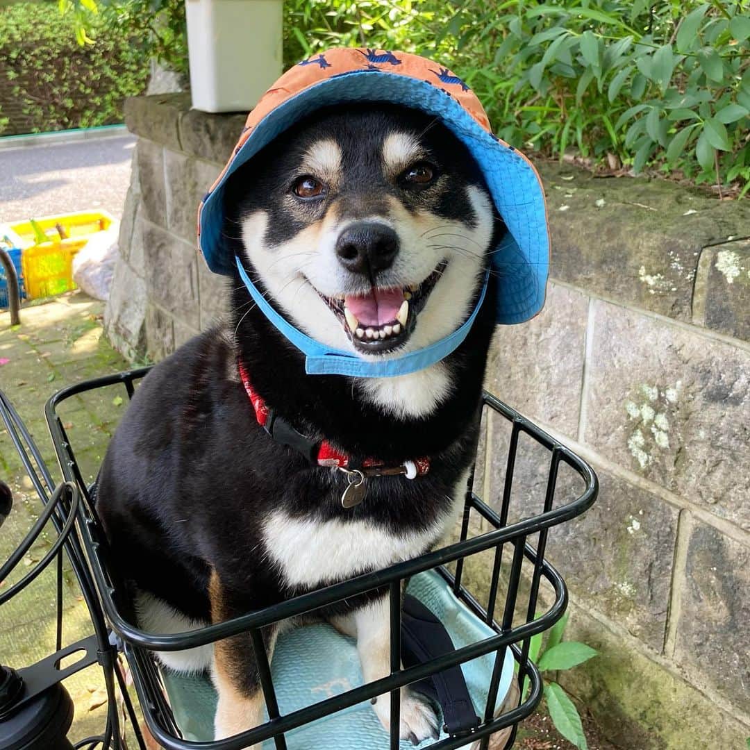 vo_coのインスタグラム：「🐾 今日は久しぶりに自転車で森にお散歩行ってきたよ 小僧の帽子がちょうどいいサイズで共用できるくらいになってきたね それにしても暑くなってきた… * #shibastagram #instashiba #shiba #shibainu #黒柴 #柴犬」