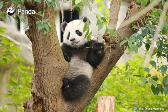 iPandaさんのインスタグラム写真 - (iPandaInstagram)「@centrecultureldechine ◤Amusez-vous avec le panda◢ 🐼  Quiz du jour : #lesaviezvous ? | De quelle couleur est un panda nouveau-né ? Laissez vos commentaires👇 ◤Connaisez-vous le panda ?◢ 👨‍🏫 👩‍🏫 Encyclopédie du panda-épisode 1 (sous-titre français) 🔗  http://ow.ly/UpTt50zVmrL」6月3日 12時14分 - ipandachannel