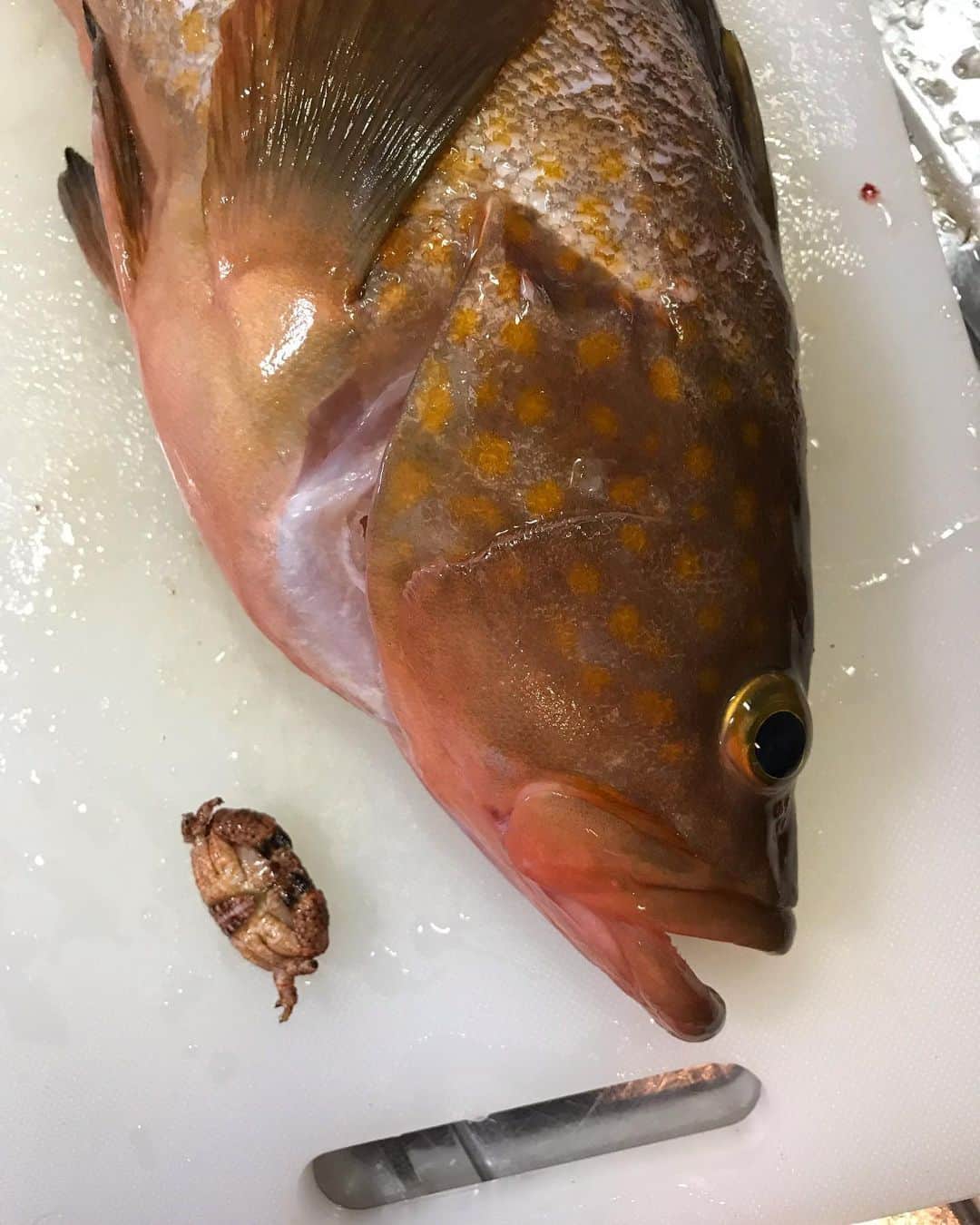 レジャーフィッシングさんのインスタグラム写真 - (レジャーフィッシングInstagram)「ジギングで釣れたアコウ。  さばいてみると胃袋からカニが。 食べられてすぐだったんでしょうか。 こんなきれいなままのカニははじめてでした🦀  #スロージギング　#アコウ　#瀬戸内　#ディープライナー　#カプリス」6月3日 12時19分 - leisurefishing
