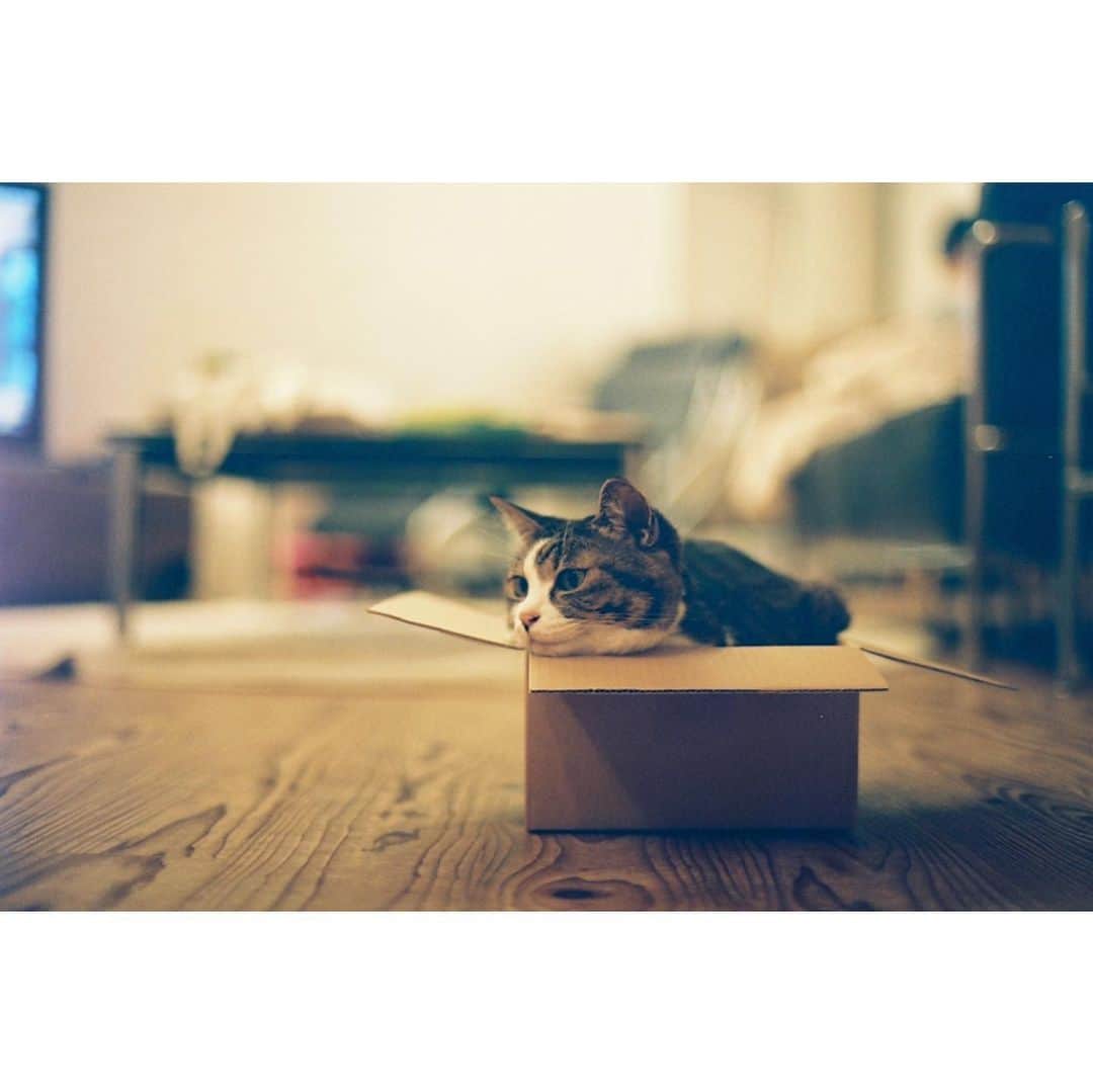 のインスタグラム：「ぐでんぐでんの箱入り娘(ねこ)です ・ ・ ・ #ねこ #ねこすたぐらむ #ねこのいる生活 #ねこと暮らす #ねこ写真 #箱入り娘 #ダンボールねこ #cat #catstagram #catlife #catlover #camera #cameragirl #film #filmcamera #film_jp #filmphoto #l4l #follow #followme #instapic #instalike #instagood #instaphoto #instagram」