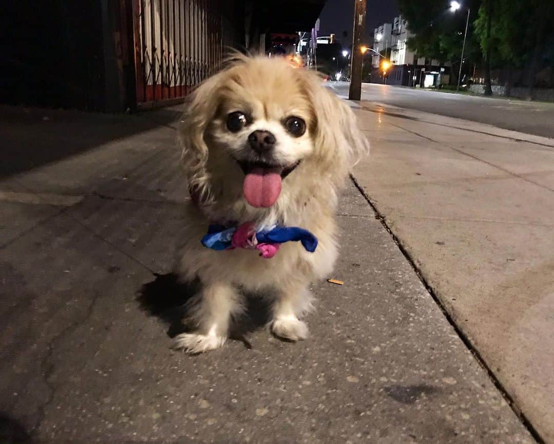 Marnie The Dogのインスタグラム：「Breaking curfew dont tell the pigs #dogsagainstfascism」