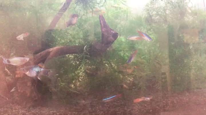 麻倉もものインスタグラム：「🐟 #もちょ10 #麻倉もも #オンラインもちょ」