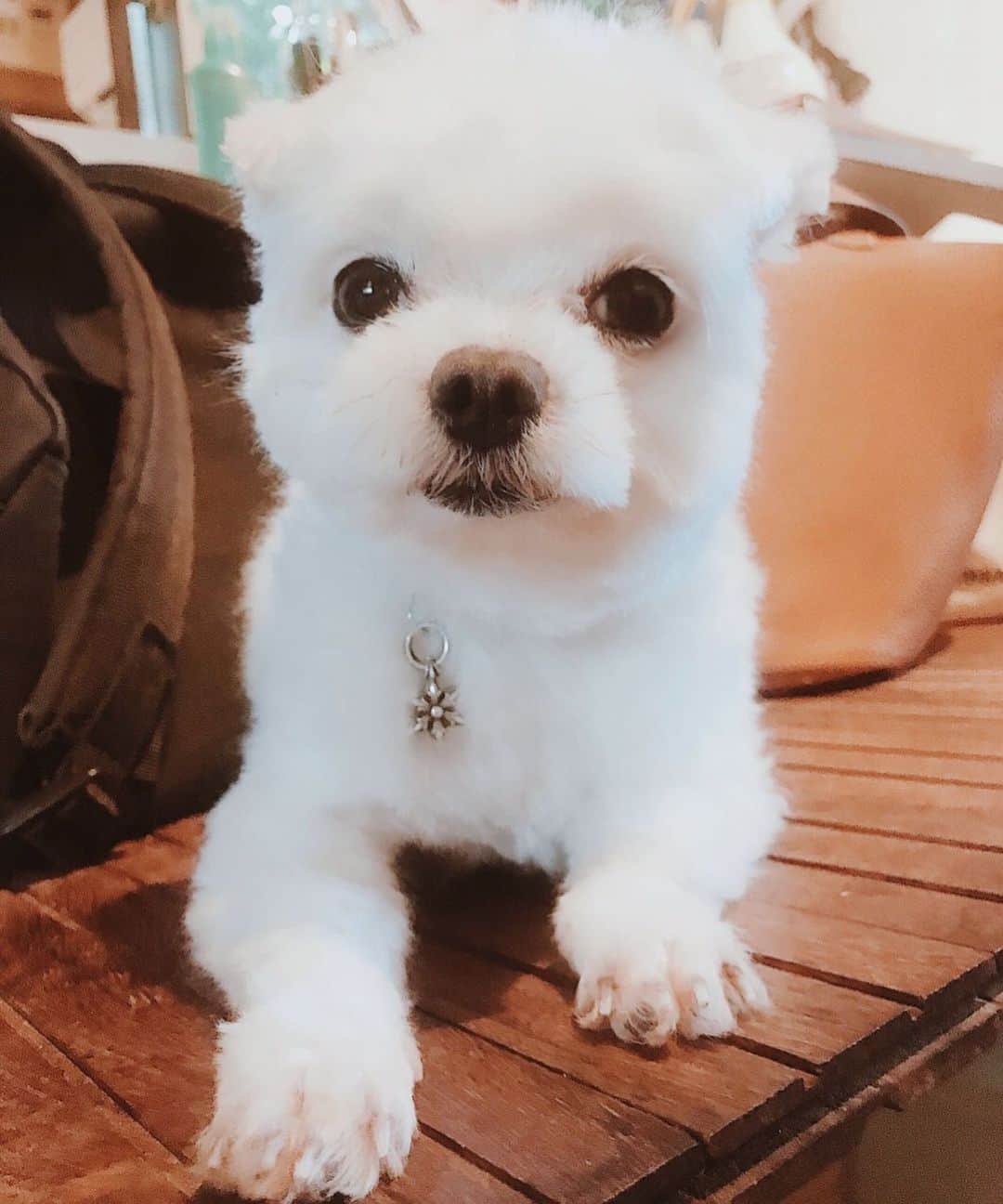 のインスタグラム：「アトリさんサマーカット✂️ 皆コロナ中の愛犬のカットどうしてたの？？ 私はいつも自分でザクザク切っちゃうけど🐶今回毛玉が多くて、時間かかったから後半機嫌が悪過ぎて、足回り触らせてくれなかったので、恐竜みたいなまま🦖 ⋆͛🦖 ⋆͛🦖 ⋆͛ ま、涼しくなっただろうし、いっか♥️ #石垣島 #沖縄 #ishigaki #okinawa #マルチーズ #maltese #セルフトリミング #マルチーズ大好き #dogstagram」